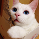 Illustration for article titled The Cat with the Ugliest Sleeping Face in Japan
